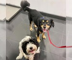 Small #13 Cocker Spaniel-Papillon Mix