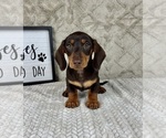 Small #6 Dachshund