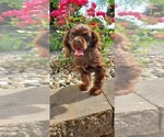Puppy Taylor Cocker Spaniel
