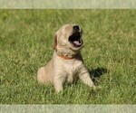 Small Photo #7 Golden Retriever Puppy For Sale in CLOVIS, CA, USA
