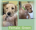 Puppy Puppy 2 Green Labrador Retriever