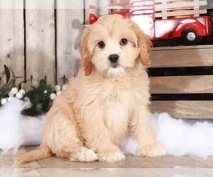 Cavachon Puppy for sale in MOUNT VERNON, OH, USA