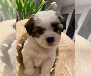 Mal-Shi Puppy for sale in BROCKTON, MA, USA