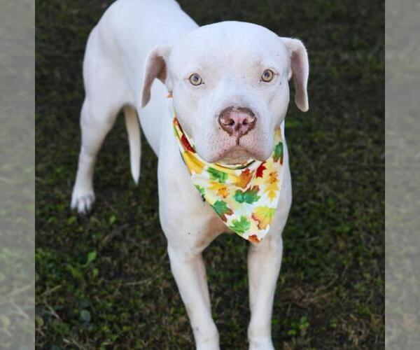 Medium Photo #1 American Staffordshire Terrier-Unknown Mix Puppy For Sale in San Antonio, TX, USA