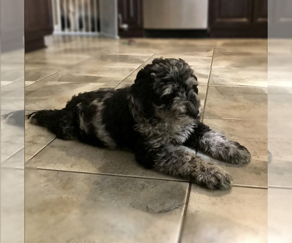 Medium Photo #4 Labradoodle Puppy For Sale in COLCHESTER, CT, USA