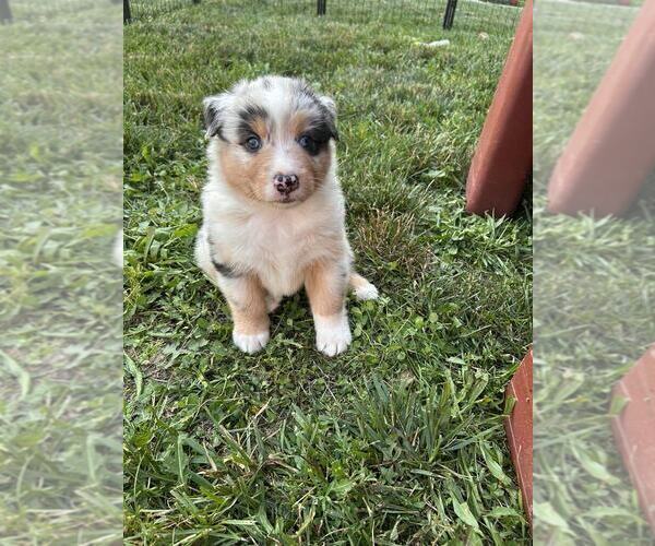 Medium Photo #9 Australian Shepherd Puppy For Sale in JEROMESVILLE, OH, USA
