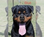 Small Photo #3 Rottweiler Puppy For Sale in SYKESVILLE, MD, USA