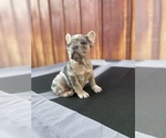 Small Photo #8 French Bulldog Puppy For Sale in OCEANSIDE, CA, USA