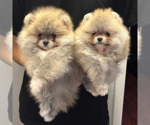Pomeranian Puppy for sale in CARSON CITY, NV, USA
