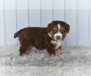 Miniature Australian Shepherd Puppy for sale in MILLERSBURG, OH, USA