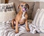 Small Photo #2 American Pit Bull Terrier-American Staffordshire Terrier Mix Puppy For Sale in Southbury, CT, USA