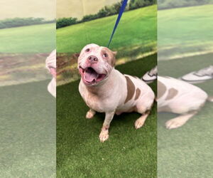 American Staffordshire Terrier Dogs for adoption in Euless, TX, USA
