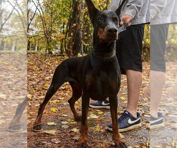 Medium Photo #31 Doberman Pinscher Puppy For Sale in FORT LAUDERDALE, FL, USA