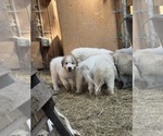 Small #2 Great Pyrenees
