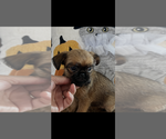 AKC LUCY - Female Brussels Griffon Puppy for Sale - Photo #3