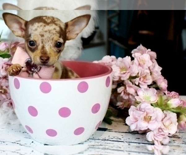 Medium Photo #10 Chihuahua Puppy For Sale in HOUSTON, TX, USA