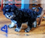 Small Photo #8 Cavapoo Puppy For Sale in LEBANON, OR, USA