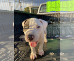 Small Photo #10 American Bully Puppy For Sale in LA VERNIA, TX, USA