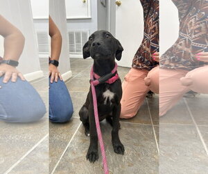 Mutt Dogs for adoption in Monticello, MS, USA