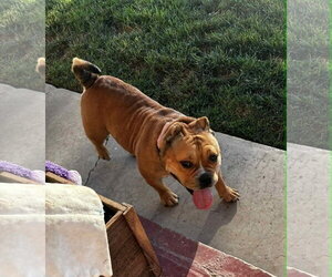 Harley - Female American Staffordshire Terrier-Bulldog Mix Dog for Adoption - Photo #5