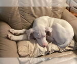 Small #5 Dalmatian Mix