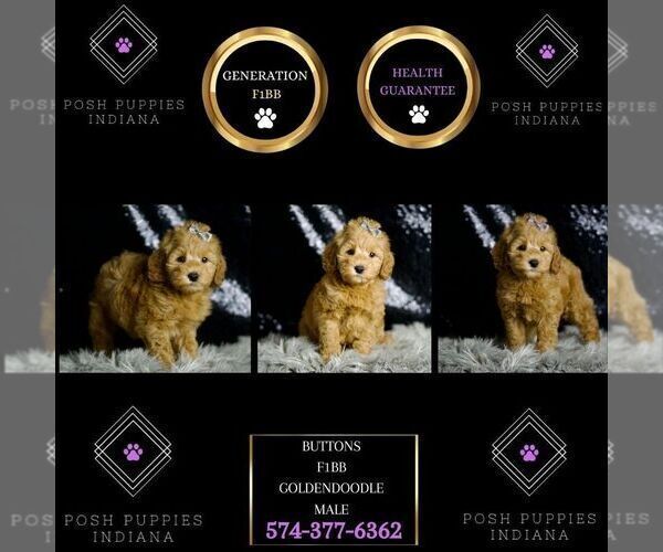 Medium Photo #8 Goldendoodle (Miniature) Puppy For Sale in WARSAW, IN, USA