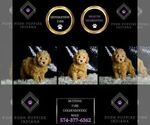 Small #6 Goldendoodle (Miniature)