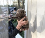 Small Photo #6 Labrador Retriever Puppy For Sale in MAGNOLIA, TX, USA