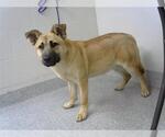 Small Labrador Retriever