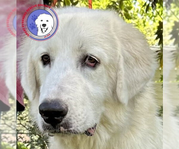 Medium Photo #9 Great Pyrenees Puppy For Sale in Spring, TX, USA