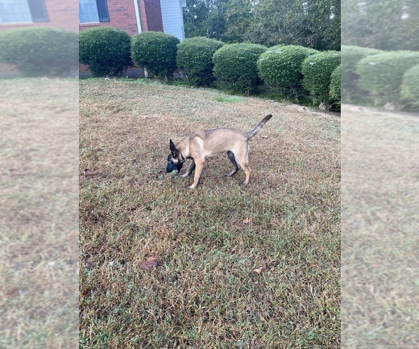 Medium Photo #8 Belgian Malinois Puppy For Sale in GREENVILLE, SC, USA