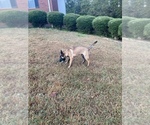 Small Photo #8 Belgian Malinois Puppy For Sale in GREENVILLE, SC, USA
