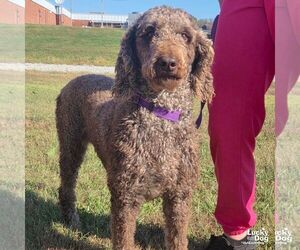 Poodle (Standard)-Unknown Mix Dogs for adoption in Washington, DC, USA