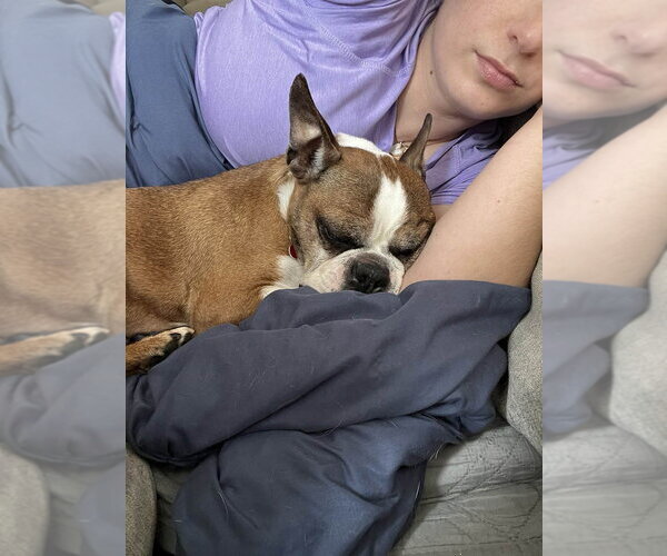 Medium Photo #2 Boston Terrier-Unknown Mix Puppy For Sale in Springdale, PA, USA