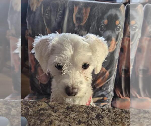 Medium Photo #3 Maltese-Unknown Mix Puppy For Sale in Plymouth, MN, USA