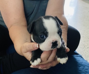 Boston Terrier Puppy for sale in BLACKSHEAR, GA, USA