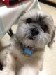 Small Photo #1 Lhasa Apso Puppy For Sale in SALEM, MA, USA