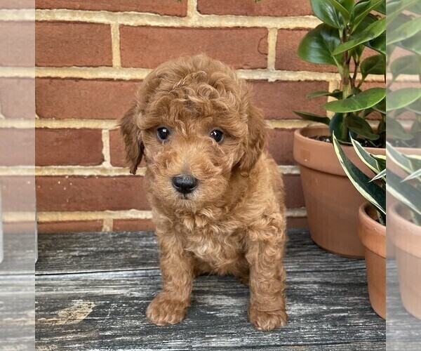 Medium Photo #4 Goldendoodle (Miniature) Puppy For Sale in LEOLA, PA, USA