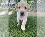 Small Photo #6 Labrador Retriever Puppy For Sale in IOWA CITY, IA, USA