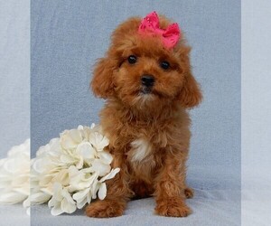 Cavapoo Puppy for sale in MILLERSBURG, OH, USA