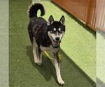 Small Siberian Husky Mix