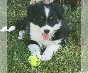 Medium Miniature Australian Shepherd