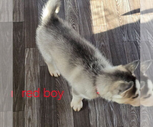 Medium Photo #44 Siberian Husky Puppy For Sale in KING GEORGE, VA, USA