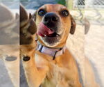 Small #19 Puggle