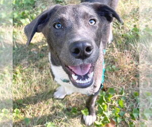 Labrador Retriever-Unknown Mix Dogs for adoption in Jefferson, WI, USA