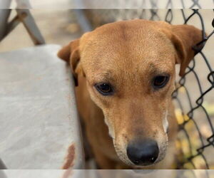 Redbone Coonhound Dogs for adoption in Tulsa, OK, USA