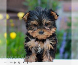 Yorkshire Terrier Puppy for sale in REINHOLDS, PA, USA