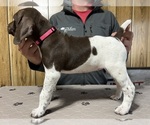 Puppy Pink Collar German Shorthaired Pointer