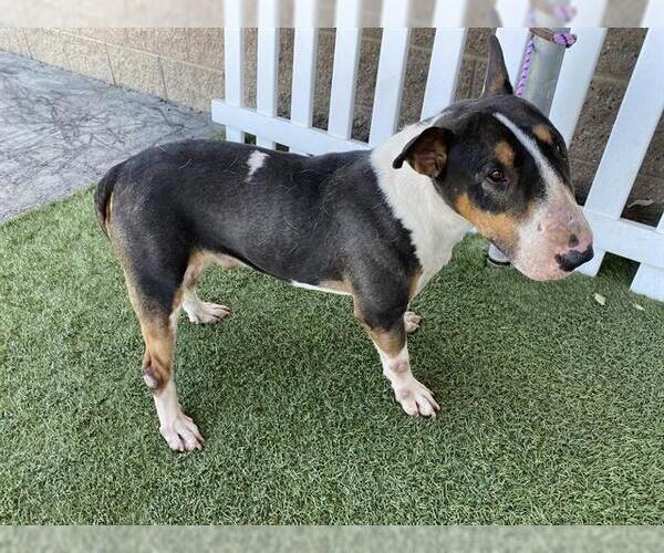 Medium Photo #1 Bull Terrier-Unknown Mix Puppy For Sale in Modesto, CA, USA