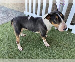 Bull Terrier-Unknown Mix Dogs for adoption in Modesto, CA, USA